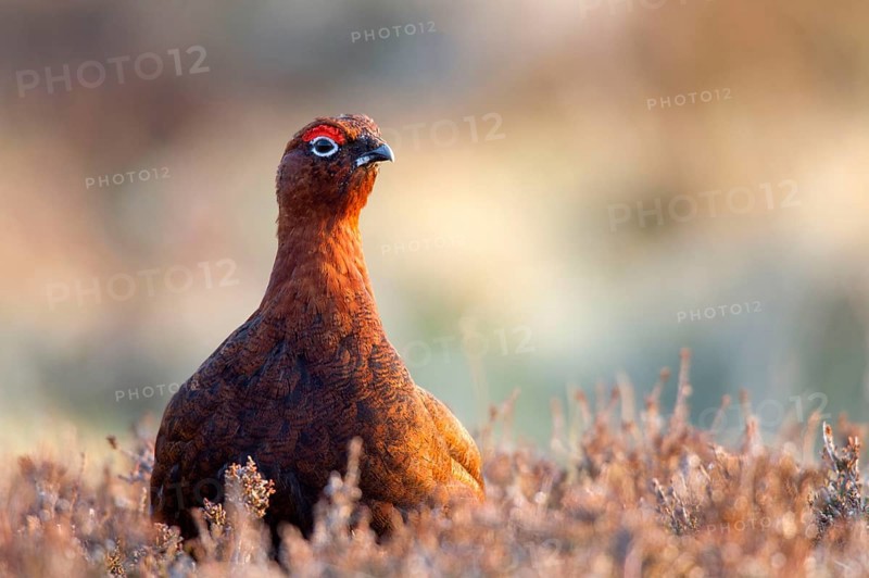 Red Grouse