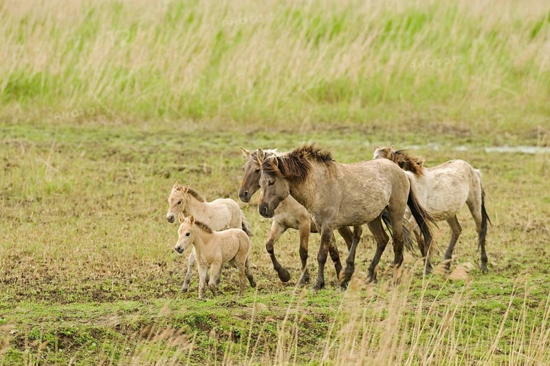 Konik domestic horse