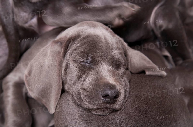 Domestic dog