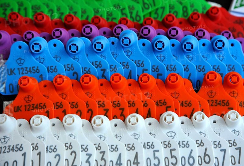 Close-up of cattle ear tags