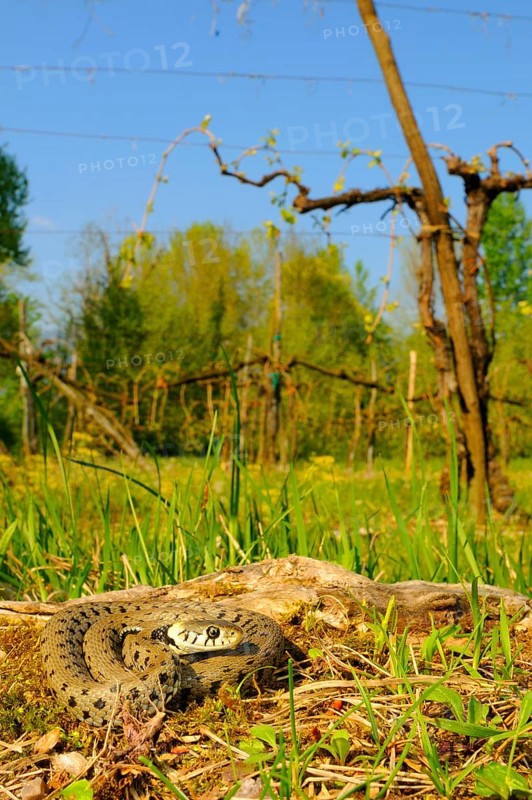 Grass snake