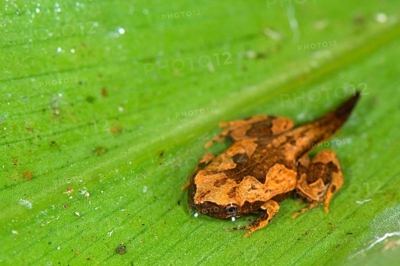 Sheep frog