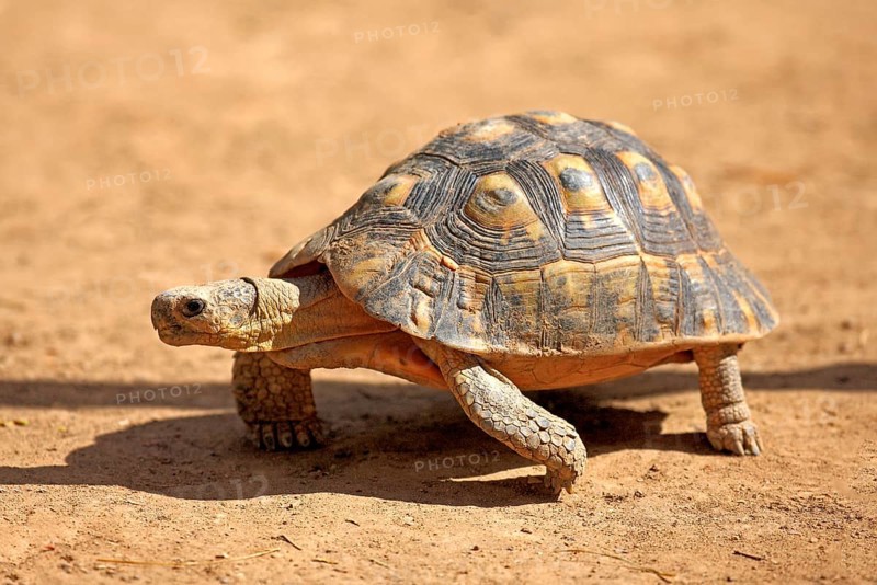 Angulate Tortoise