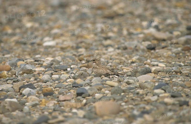 Sand-coloured nighthawk