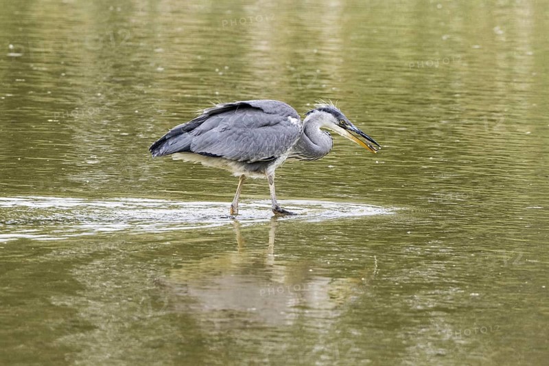 Young grey heron learning to fish in shallow water. Lackford Lakes Suffolk