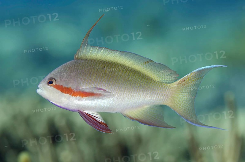 Flagfish