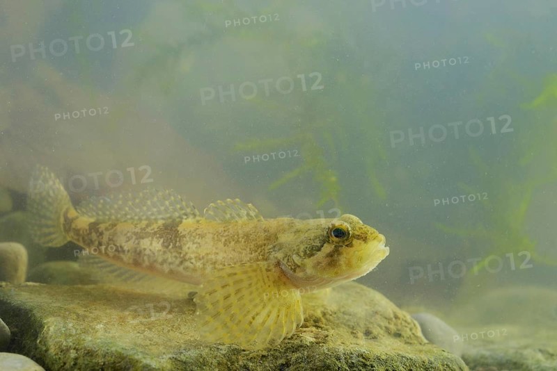 Barje Sculpin