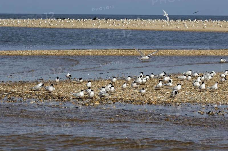 Sandwich Terns gather on the pebble spit on Scolt Head Island