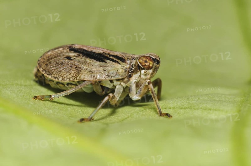 True beetle cicada