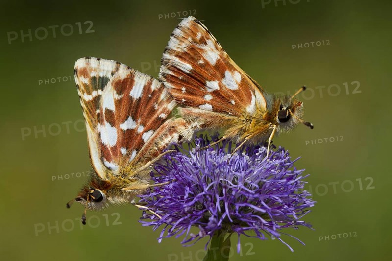 Red submersible skipper