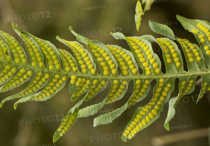 Intermediate polypody close-up of fertile frond