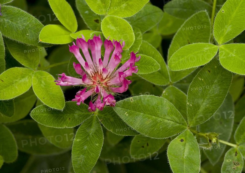 Zig-zag Clover