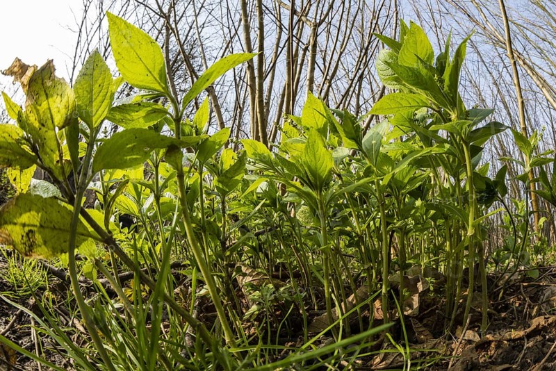 Dog's Mercury