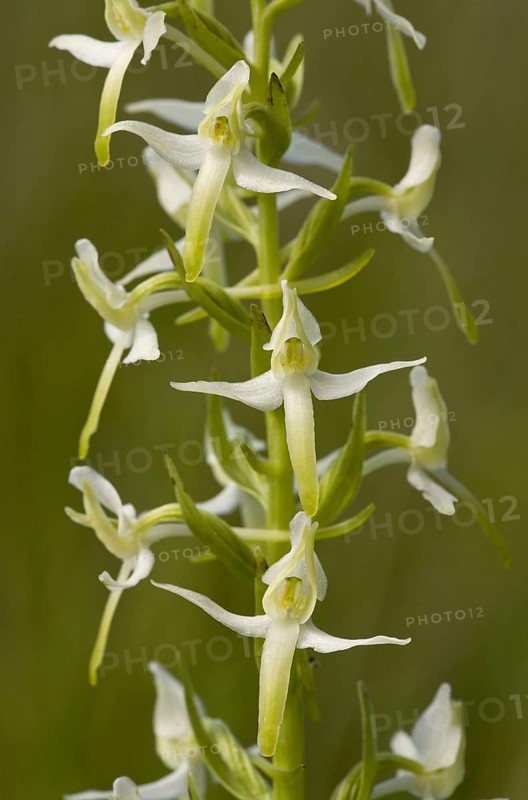Small lesser butterfly-orchid