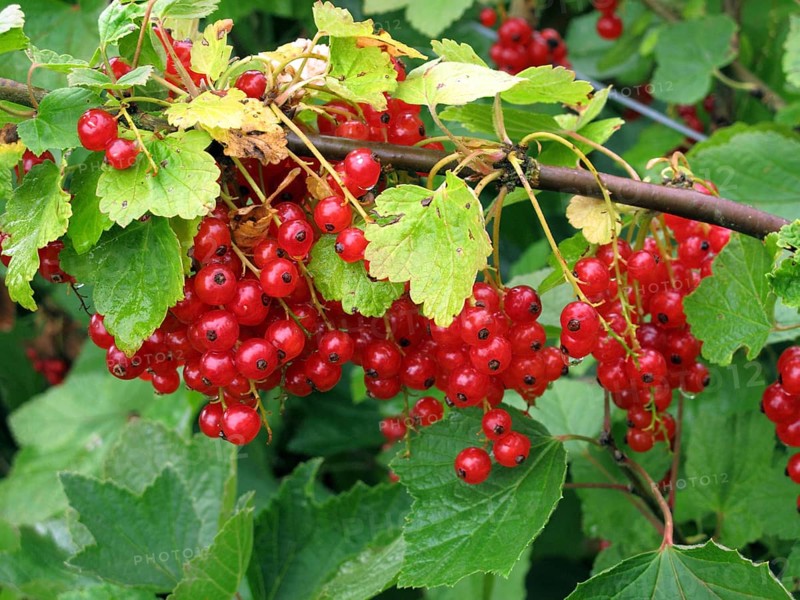 Currant bushes with ripe fruit