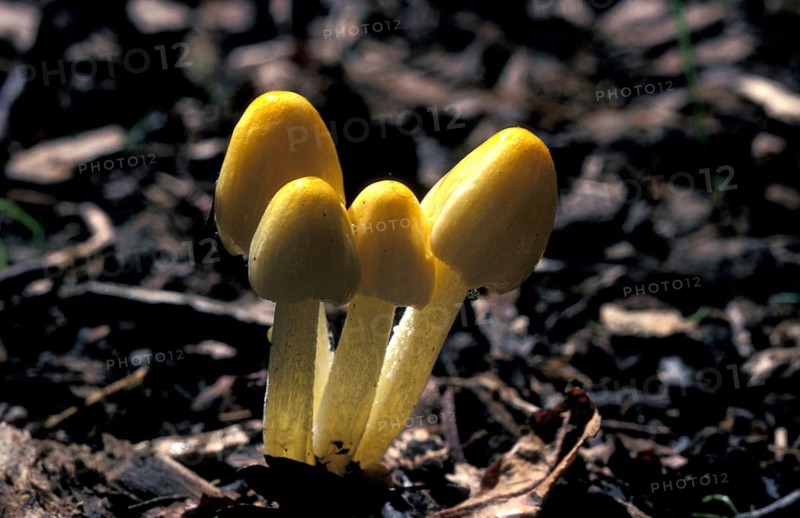 Bolbitius titubans