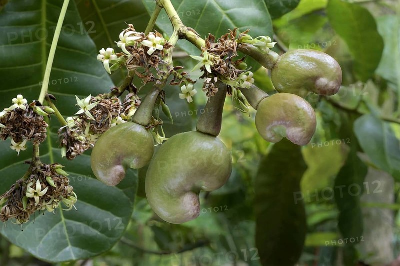 Cashew