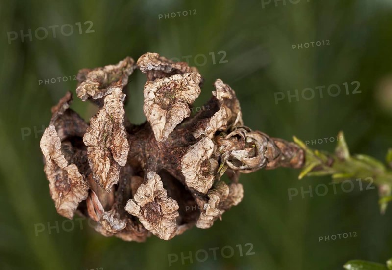 Coastal redwood