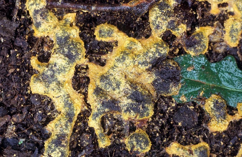 Dog vomit slime mold