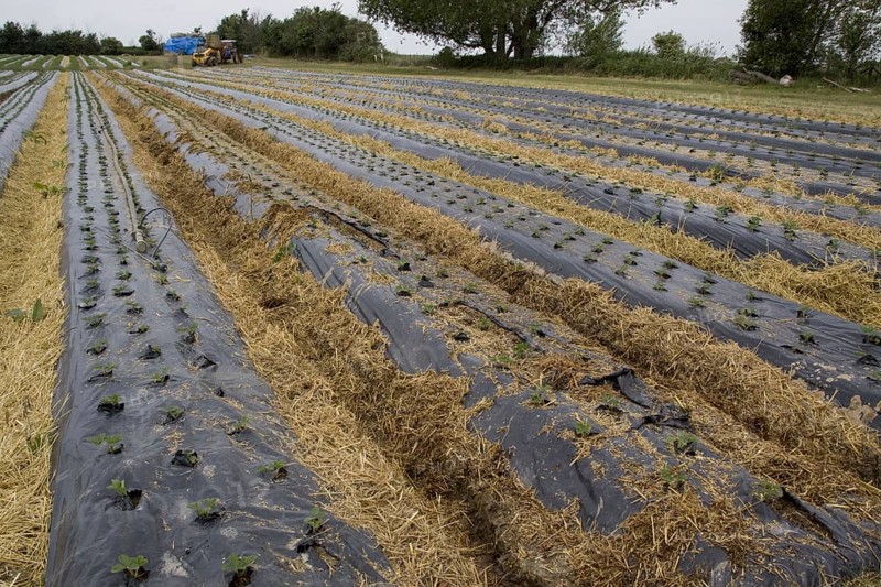 Young Elsanta strawberry plants