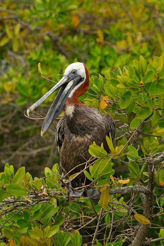 Brown pelican