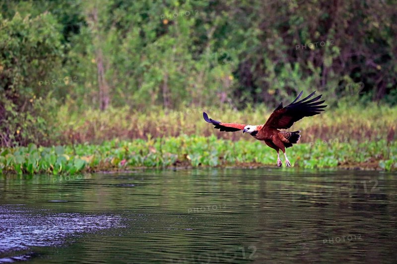 Black-collared hawk
