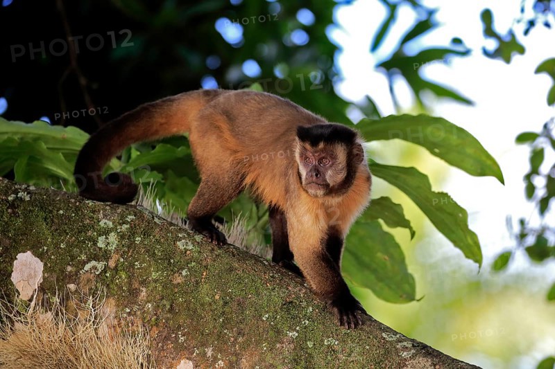 Brown Capuchin