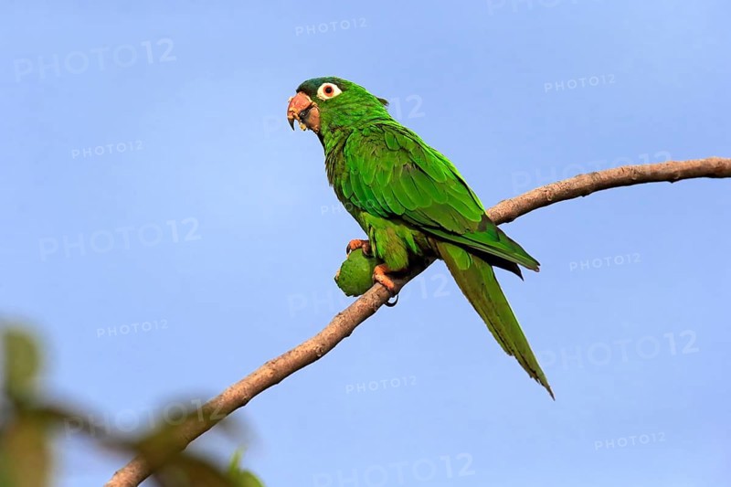 Sharp-tailed Parakeet