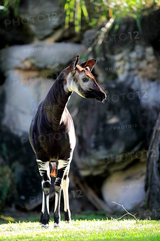 Okapi