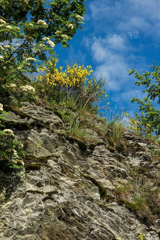Broom blossom in the Eifel National Park