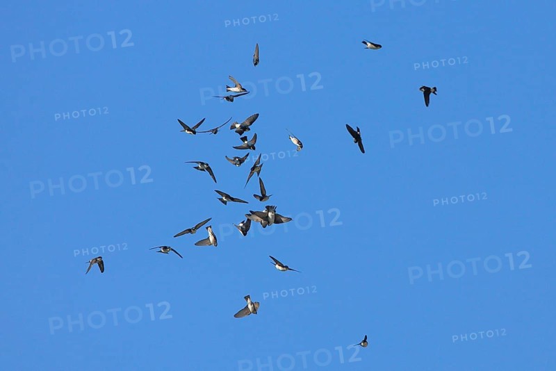 Asian house martin