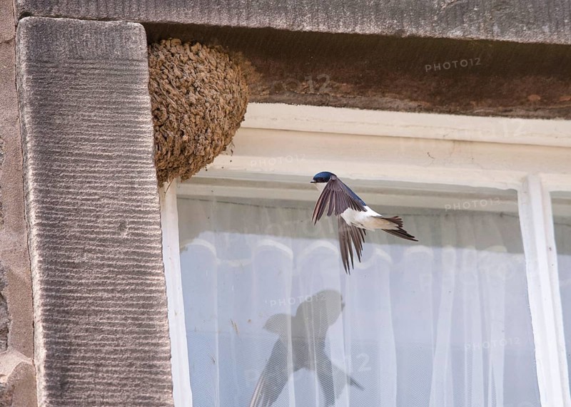 Common house martin