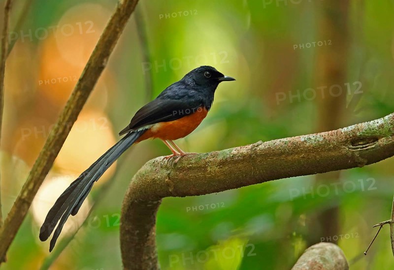 White-rumped Shama