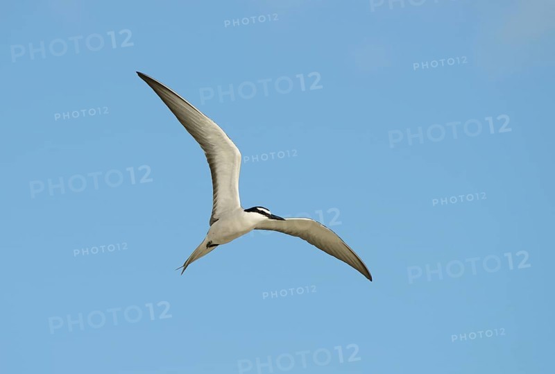 Bridled tern