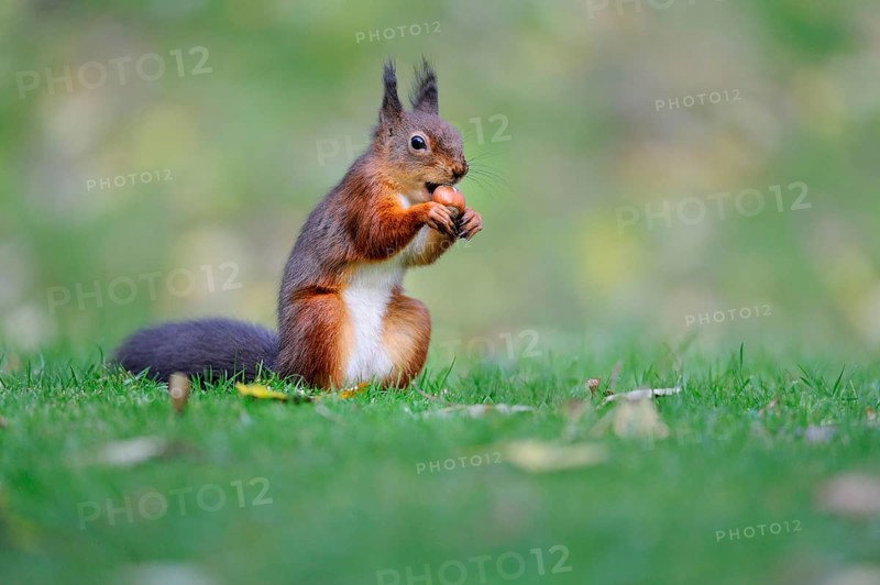 Eurasian red squirrel