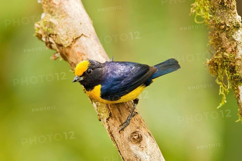 Orange-bellied Euphonia