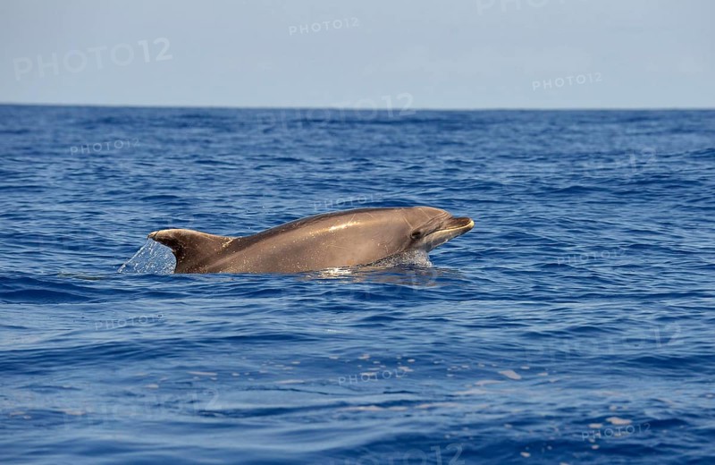 Common Bottlenose Dolphin
