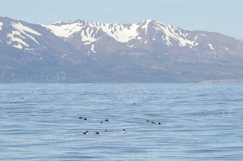 Adult puffin