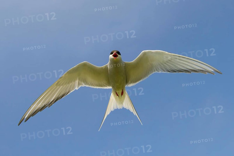 Arctic terns
