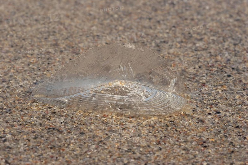 Velella