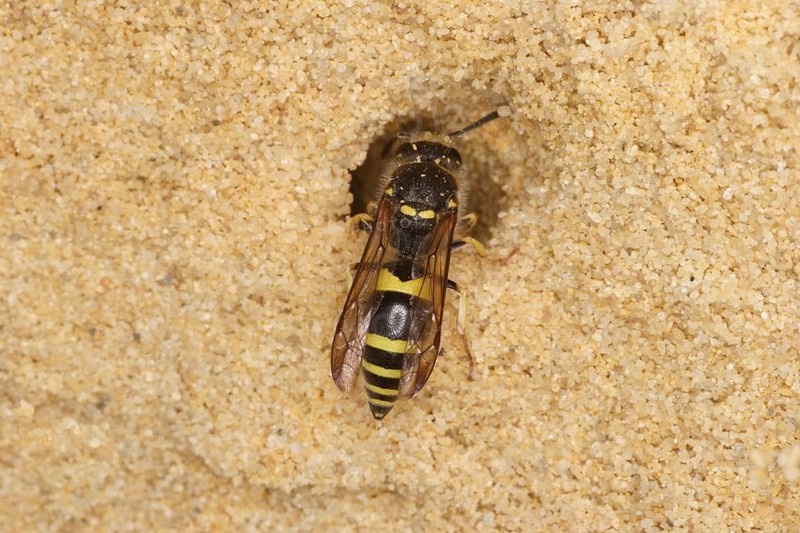 Clay Wasp