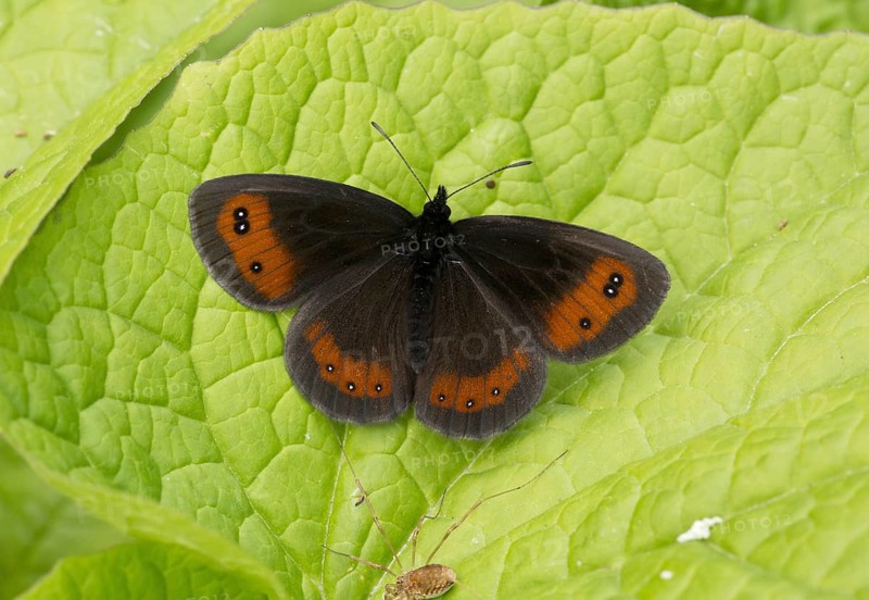 Scotch Argus