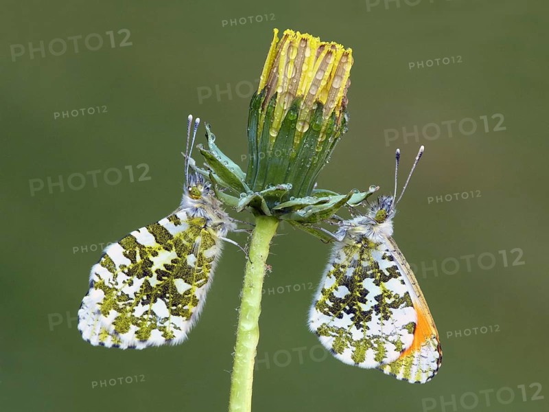 Orange tip