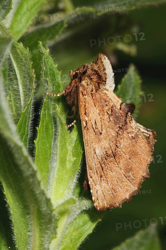 Coxcomb prominent