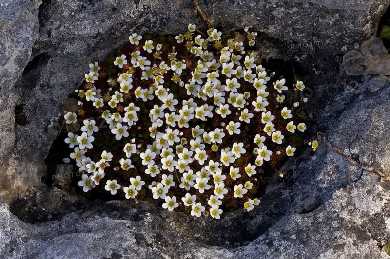 Irish Saxifrage