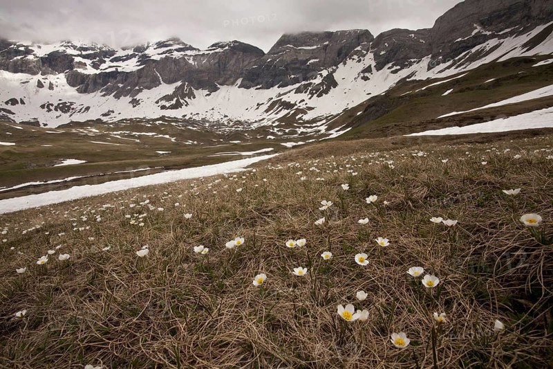 Pyrenean Buttercup