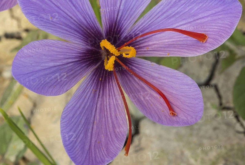 Saffron crocus