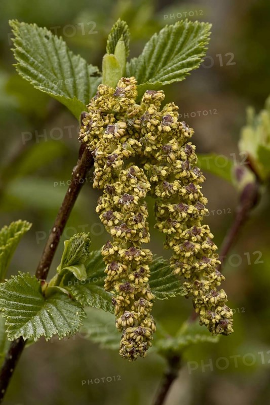 Green Alder