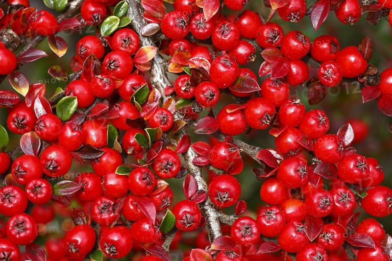Rockspray cotoneaster