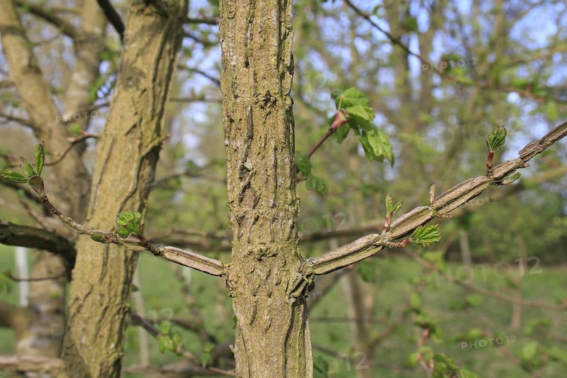Field maple